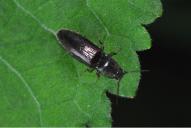 Hemicrepidius niger / hirtus