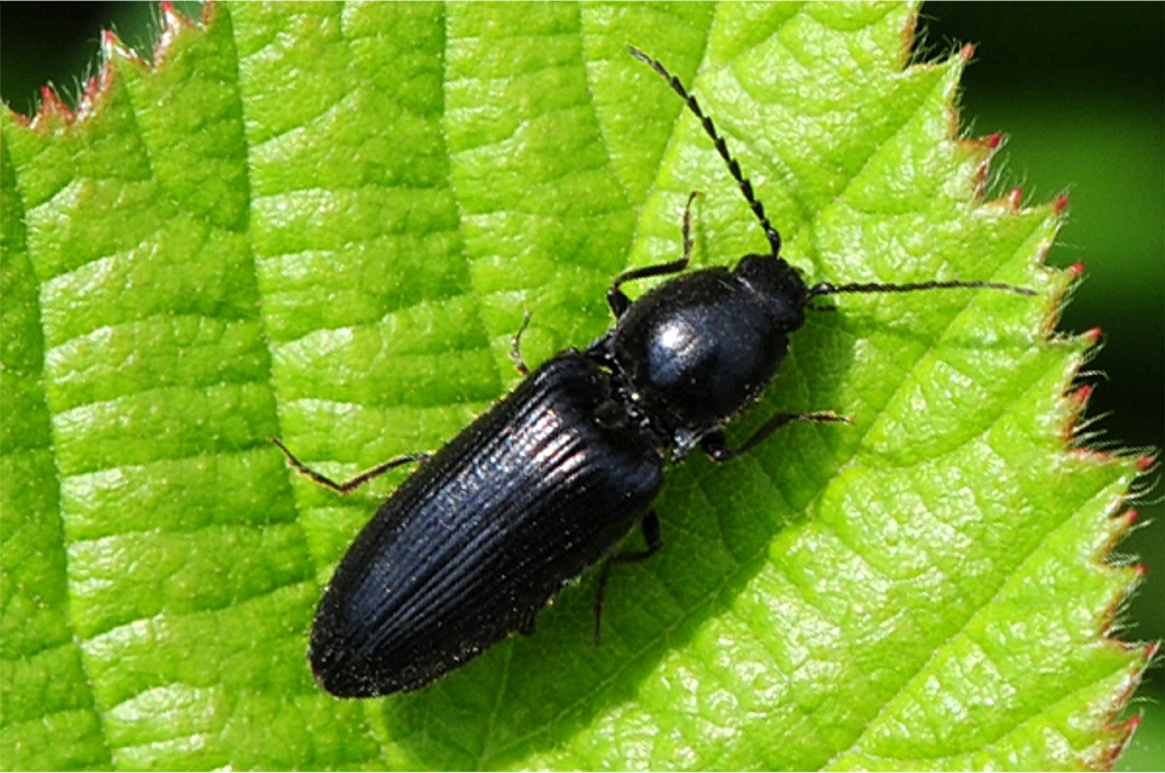 Hemicrepidius niger / hirtus