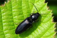 Hemicrepidius niger / hirtus