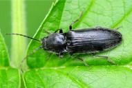 Hemicrepidius niger / hirtus