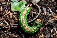 Sphinx pinastri (Raupe)