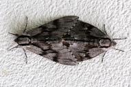 Sphinx pinastri (Raupe)