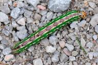 Sphinx pinastri (Raupe)