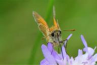 Thymelicus sylvestris