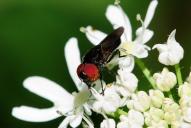 Chrysogaster solstitialis