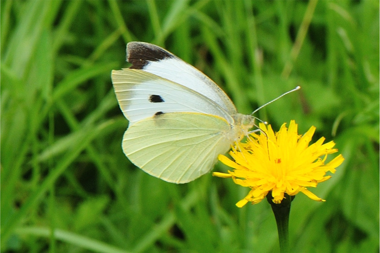 Pieris brassicae