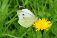 Pieris brassicae