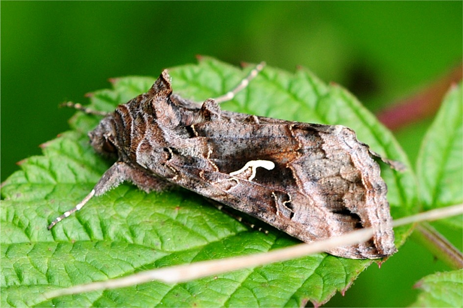 Autographa gamma