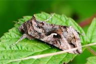 Autographa gamma