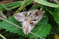 Autographa gamma