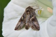 Autographa gamma