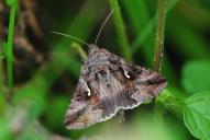 Autographa gamma