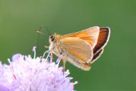 Thymelicus sylvestris