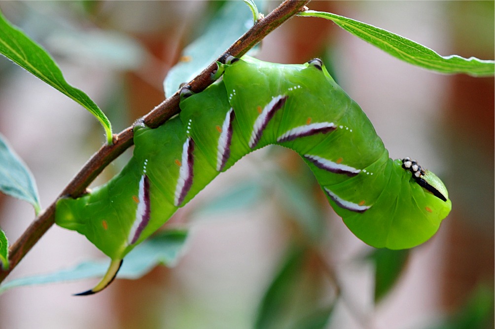 Sphinx ligustri (Raupe)