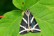 Euplagia quadripunctaria