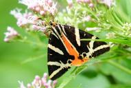 Euplagia quadripunctaria