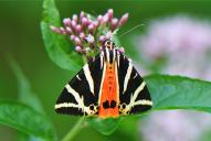 Euplagia quadripunctaria