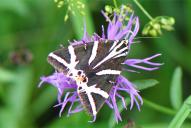 Euplagia quadripunctaria