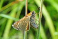 Thymelicus sylvestris