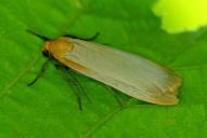 Eilema depressa