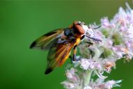 Phasia (Alophora) hemiptera