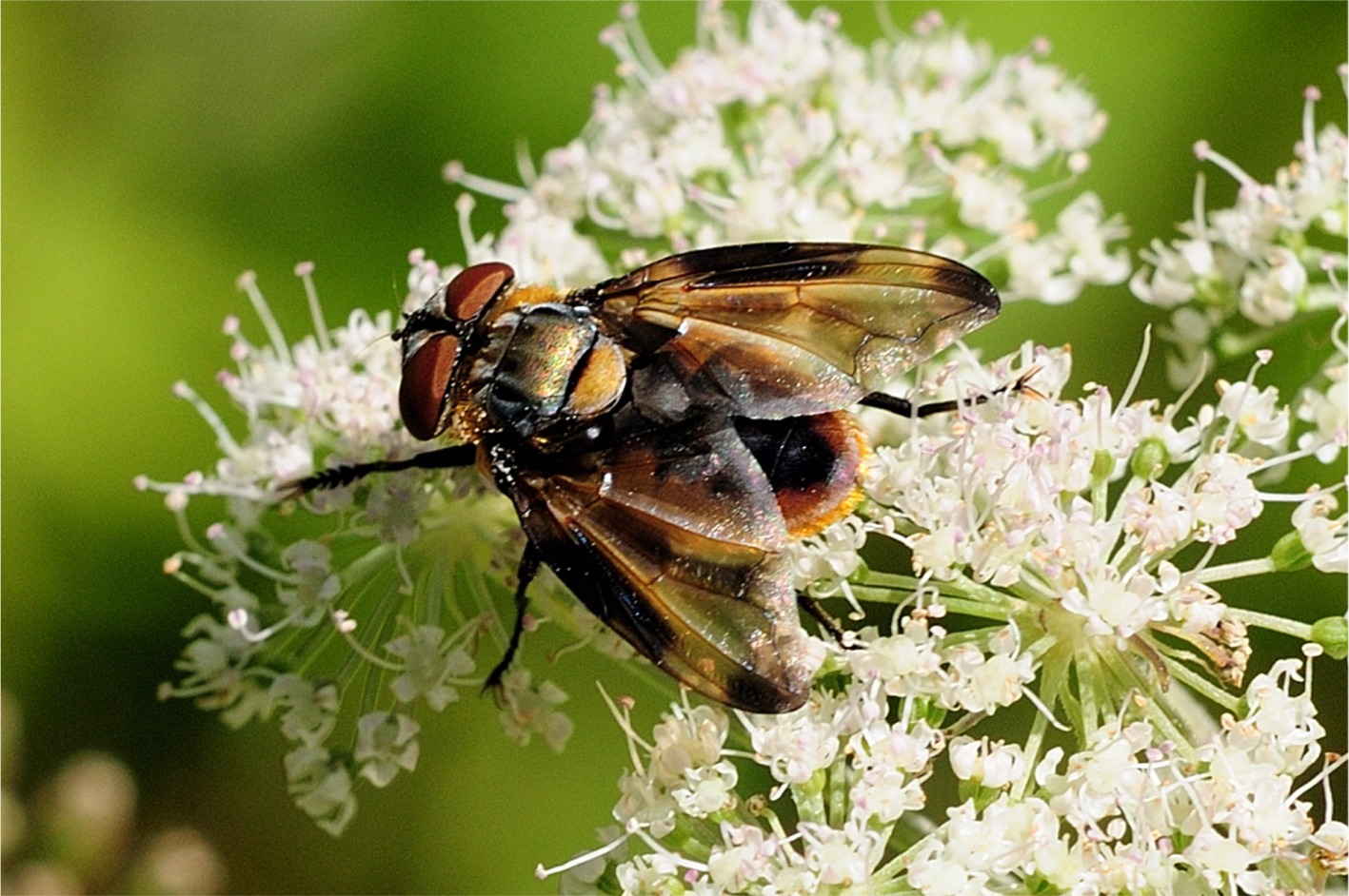 Phasia (Alophora) hemiptera