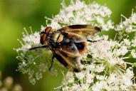 Phasia (Alophora) hemiptera