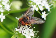 Phasia (Alophora) hemiptera