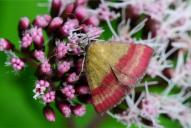 Phytometra viridaria