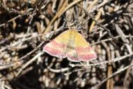 Phytometra viridaria