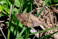 Phytometra viridaria