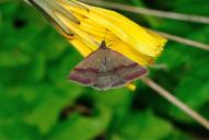 Phytometra viridaria