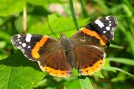 Vanessa atalanta