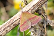 Phytometra viridaria