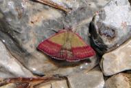 Phytometra viridaria