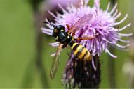 Conops ceriaeformis