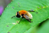 Sericomyia (Arctophila) superbiens