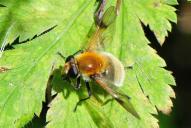 Sericomyia (Arctophila) superbiens