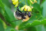 Sericomyia (Arctophila) superbiens
