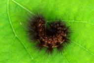 Spilosoma lubricipeda (Raupe)