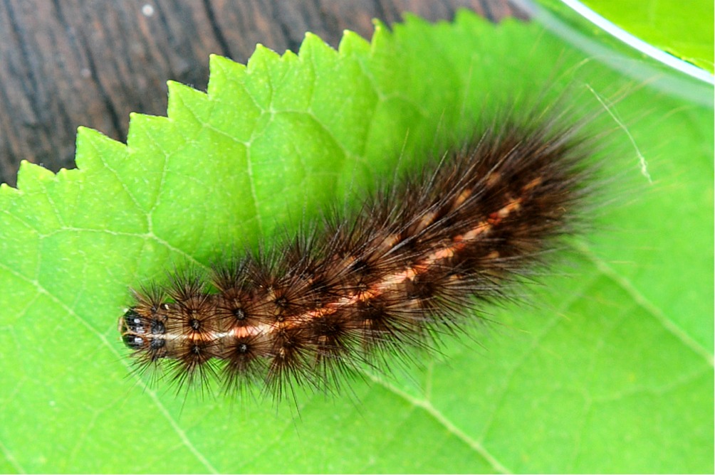 Spilosoma lubricipeda (Raupe)