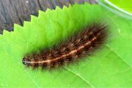 Spilosoma lubricipeda (Raupe)