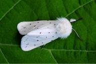 Spilosoma lubricipeda (Raupe)