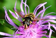 Sericomyia silentis(♂)