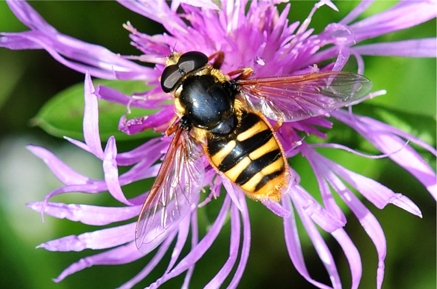 Sericomyia silentis(♂)