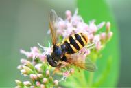 Sericomyia silentis(♂)