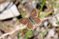 Lysandra (Polyommatus) coridon