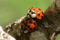 Harmonia axyridis