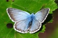 Lysandra (Polyommatus) coridon