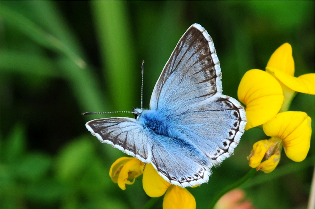 Lysandra [Polyommatus] coridon